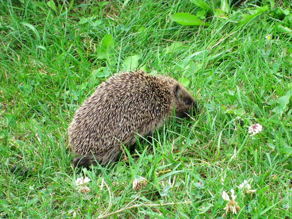 hérisson erinaceus europaeus