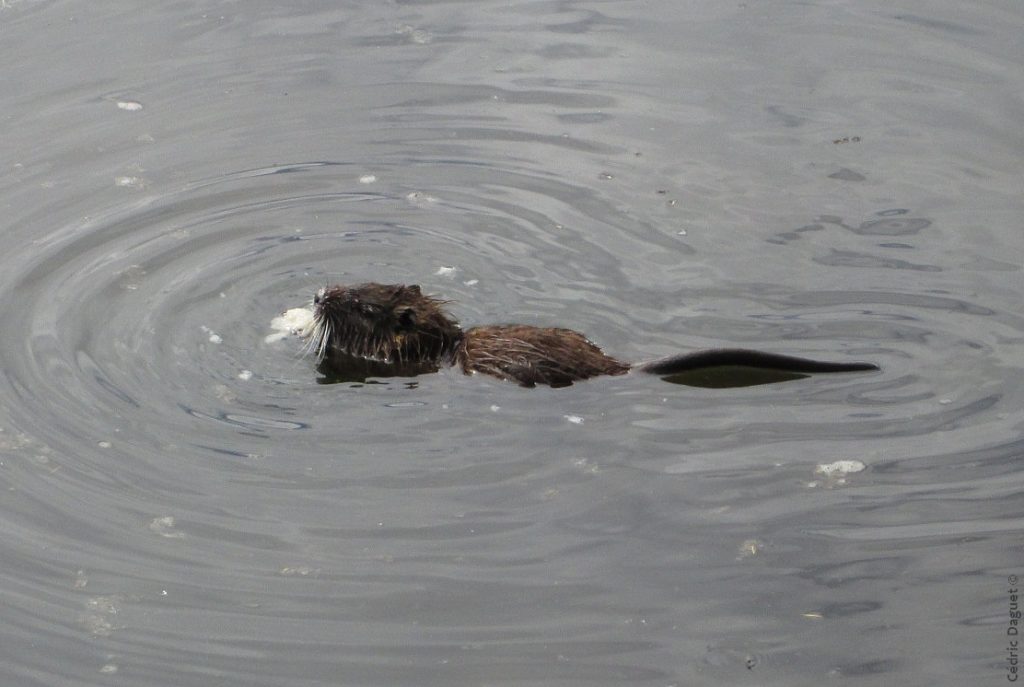 Ragondin Myocastor coypus