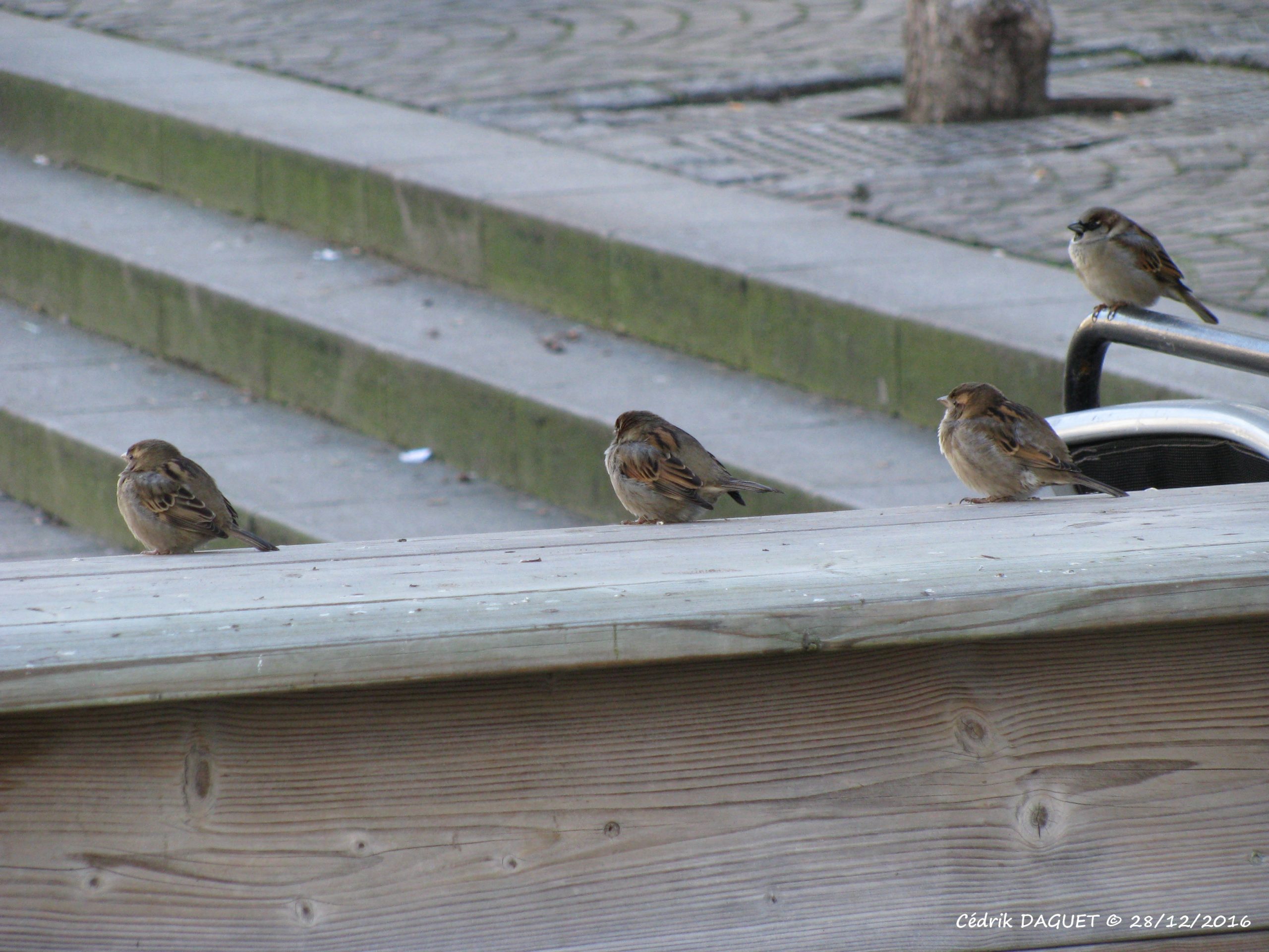 Moineau domestique Passer domesticus