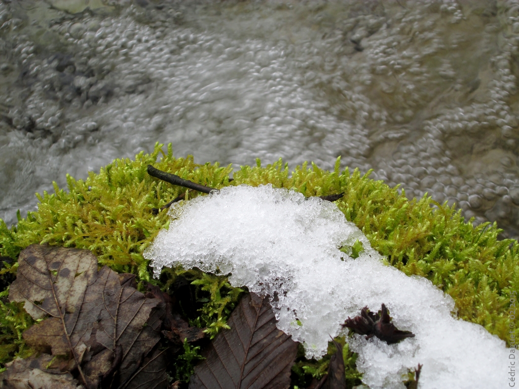 mousse hiver