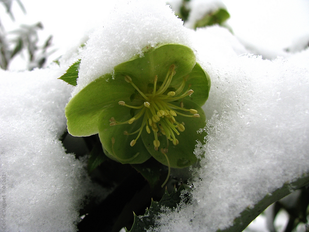 Hellébore plantes hiver