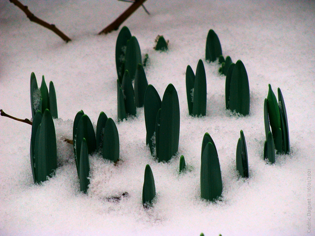 Les plantes annuelles et les plantes vivaces en hiver - Assistance scolaire  personnalisée et gratuite - ASP