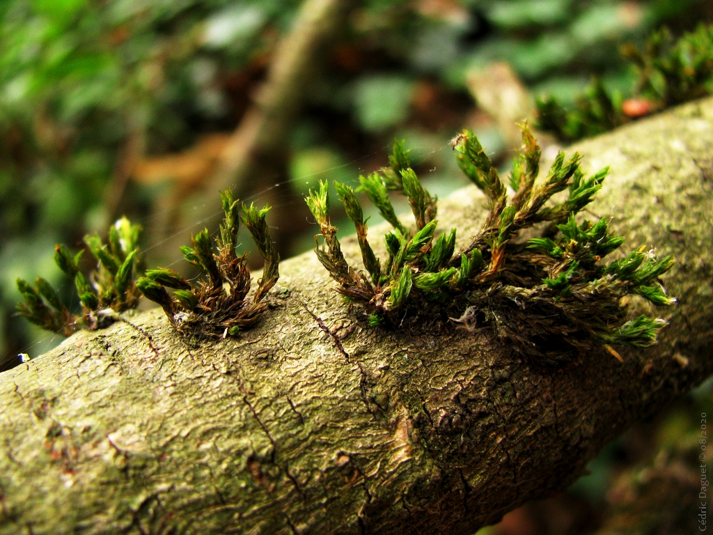 Orthotric strié (Orthotrichum striatum)