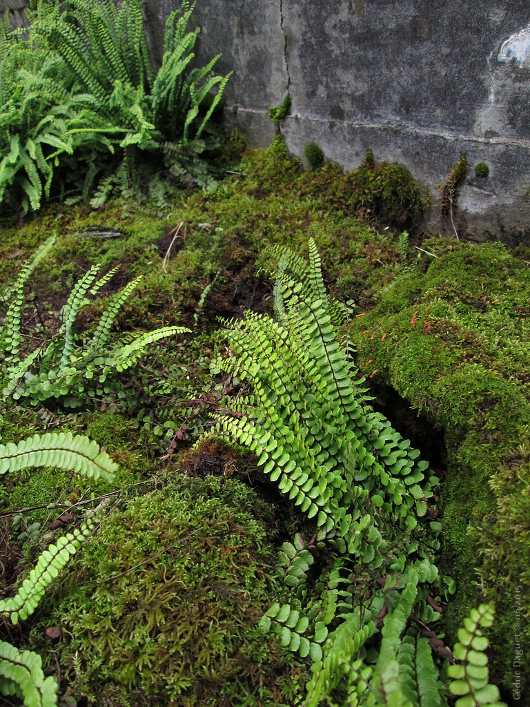 Capillaire des murailles Asplenium trichomane