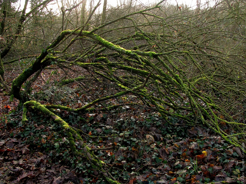 mousse sur arbre