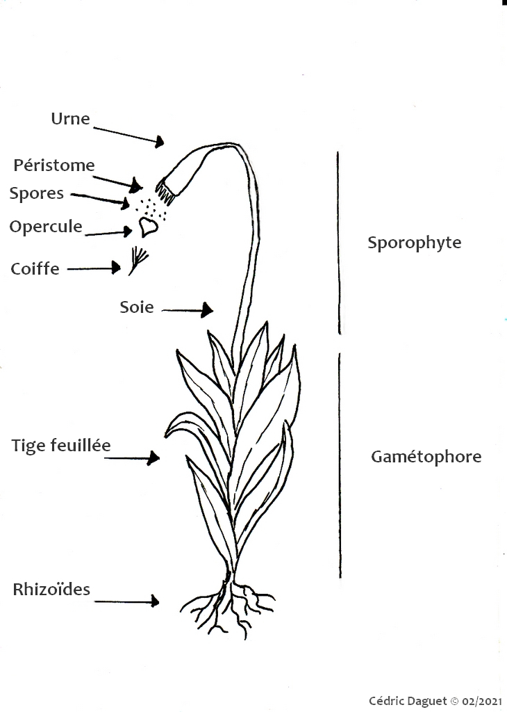 schéma bryophyte