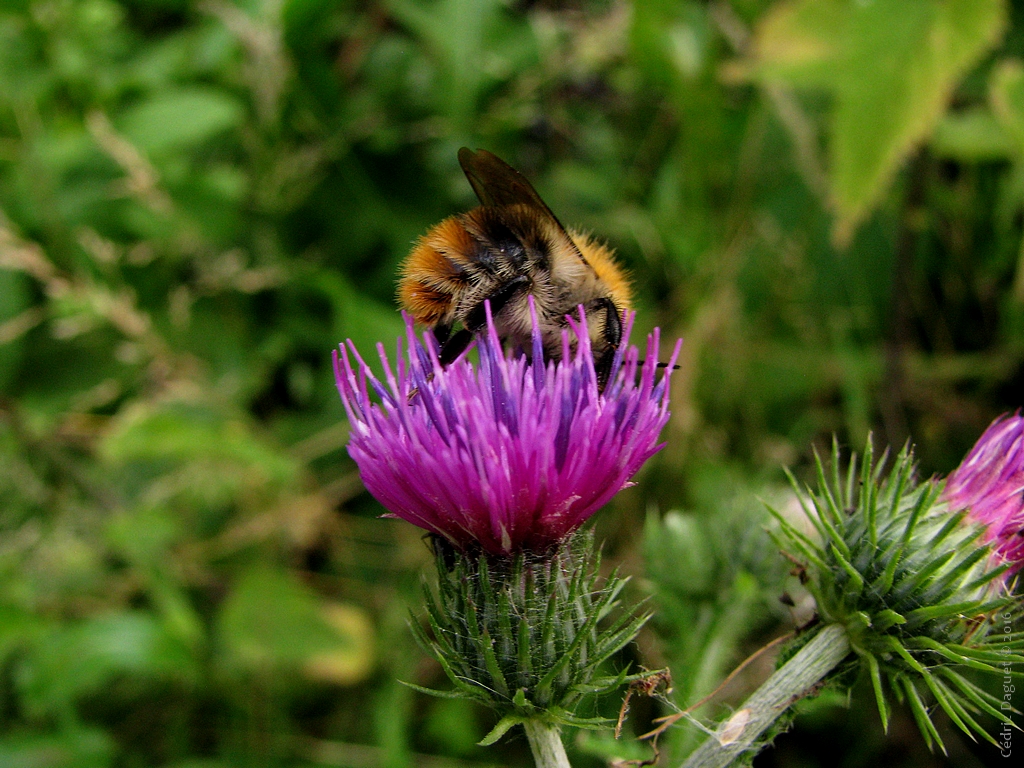 bourdon des champs