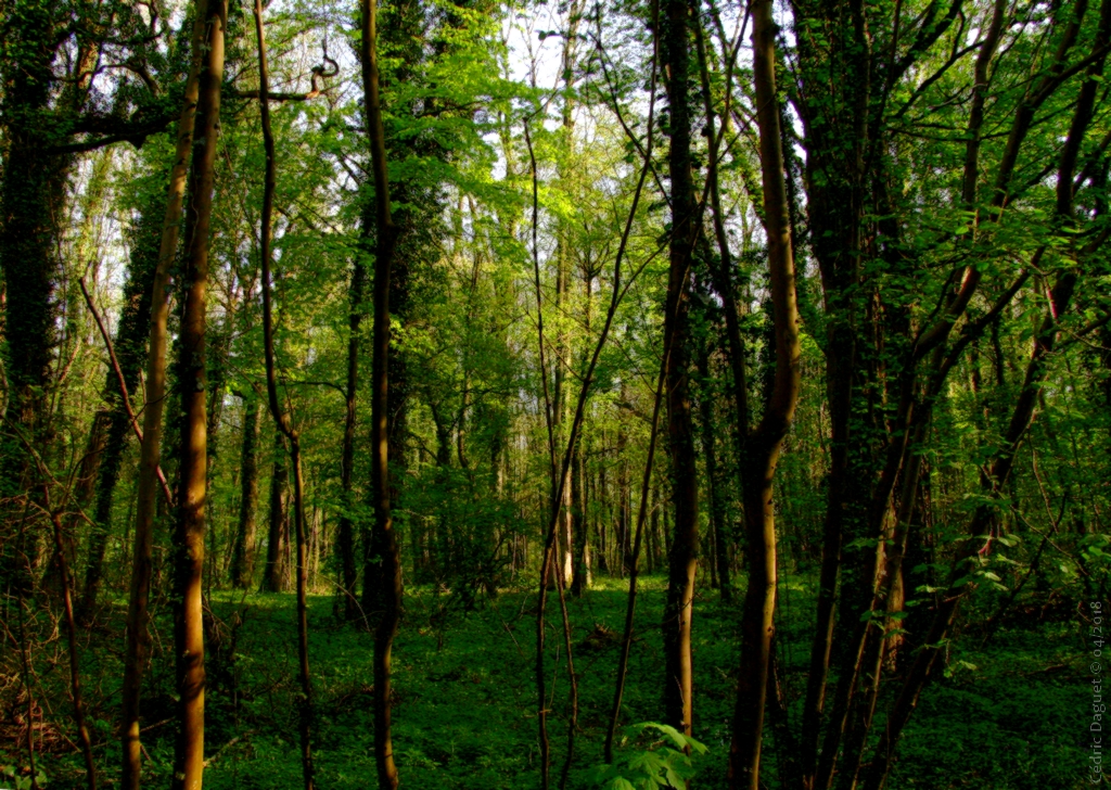 écosystème forêt