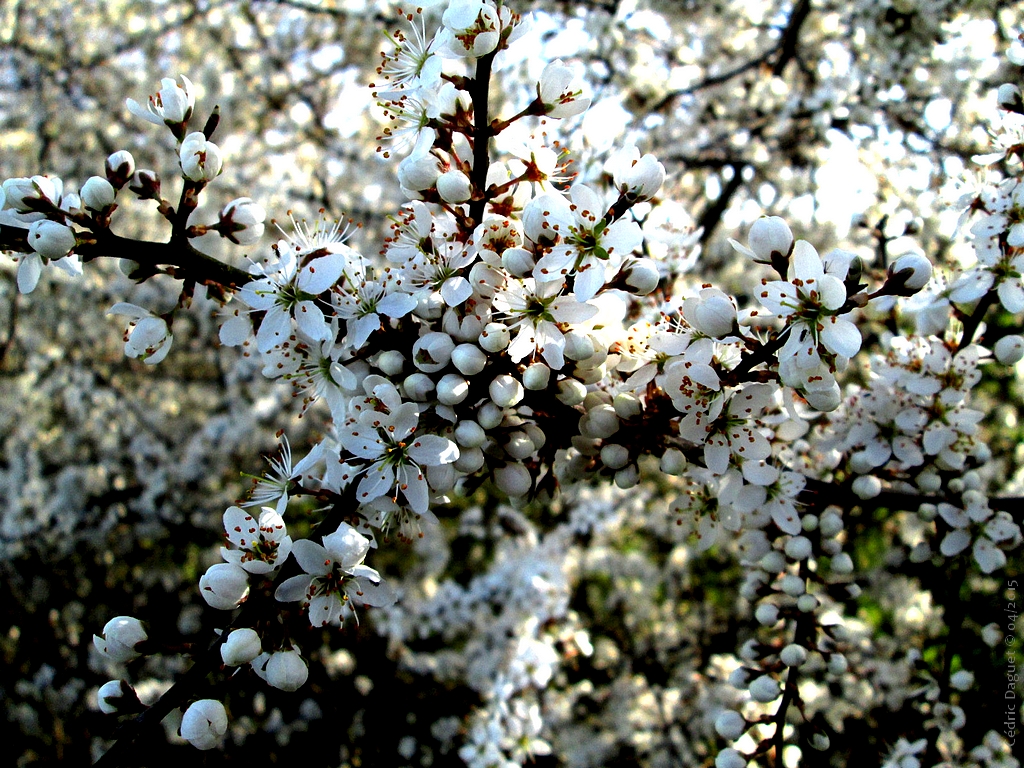 Printemps Prunellier