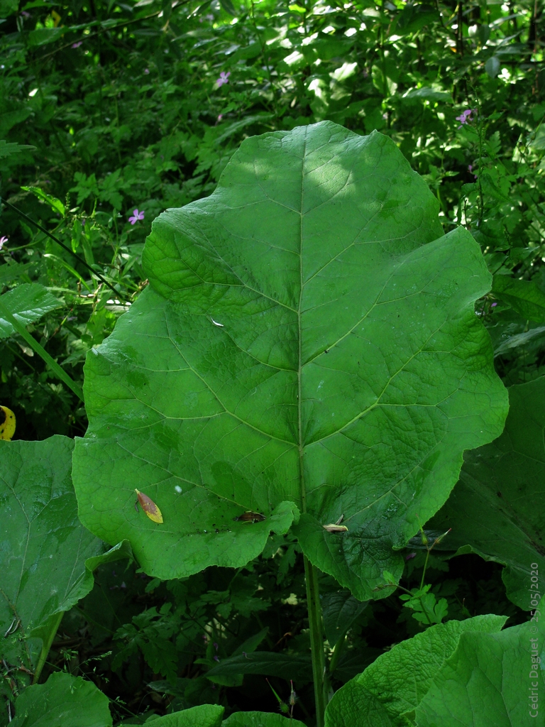 Feuille de Grande bardane