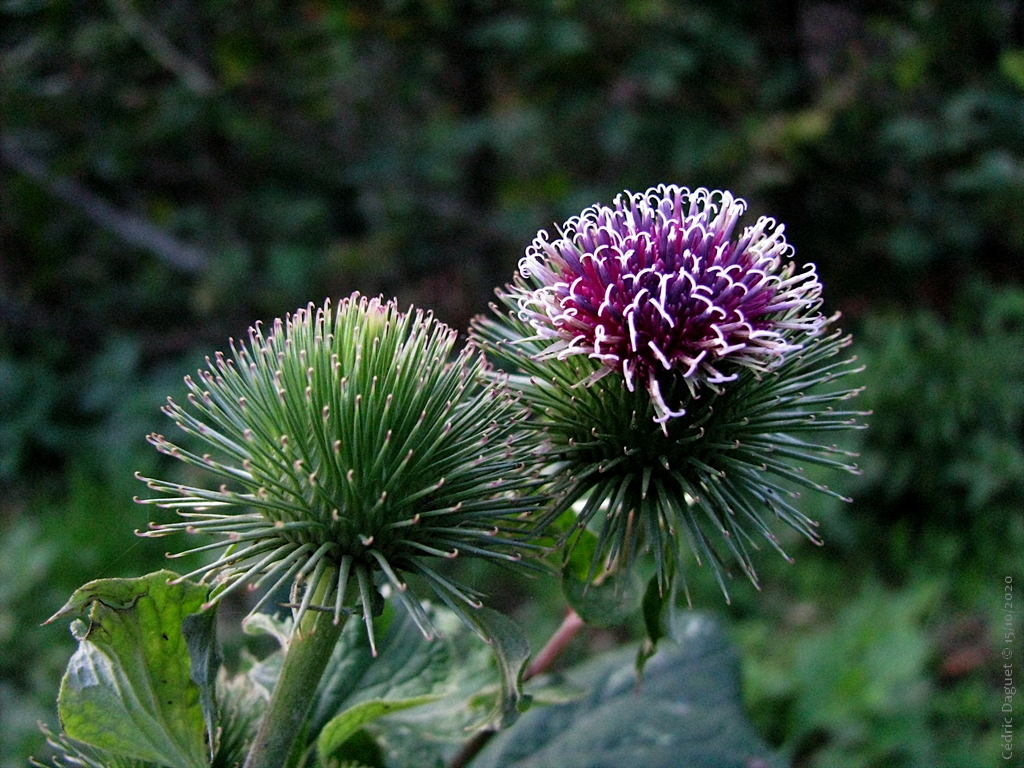 Fleur de Grande bardane