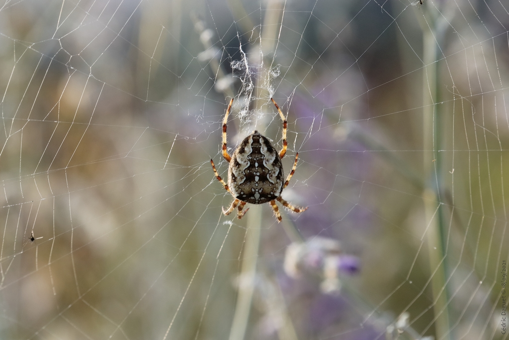 Épeire diadème Araneus diadematus