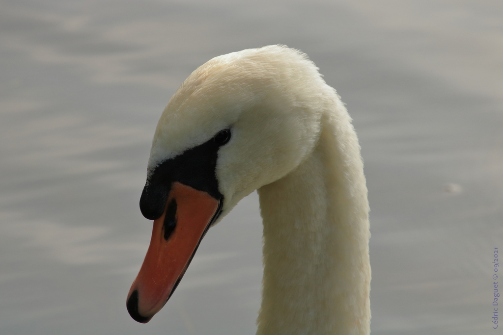 Cygne tuberculé Cygnus olor