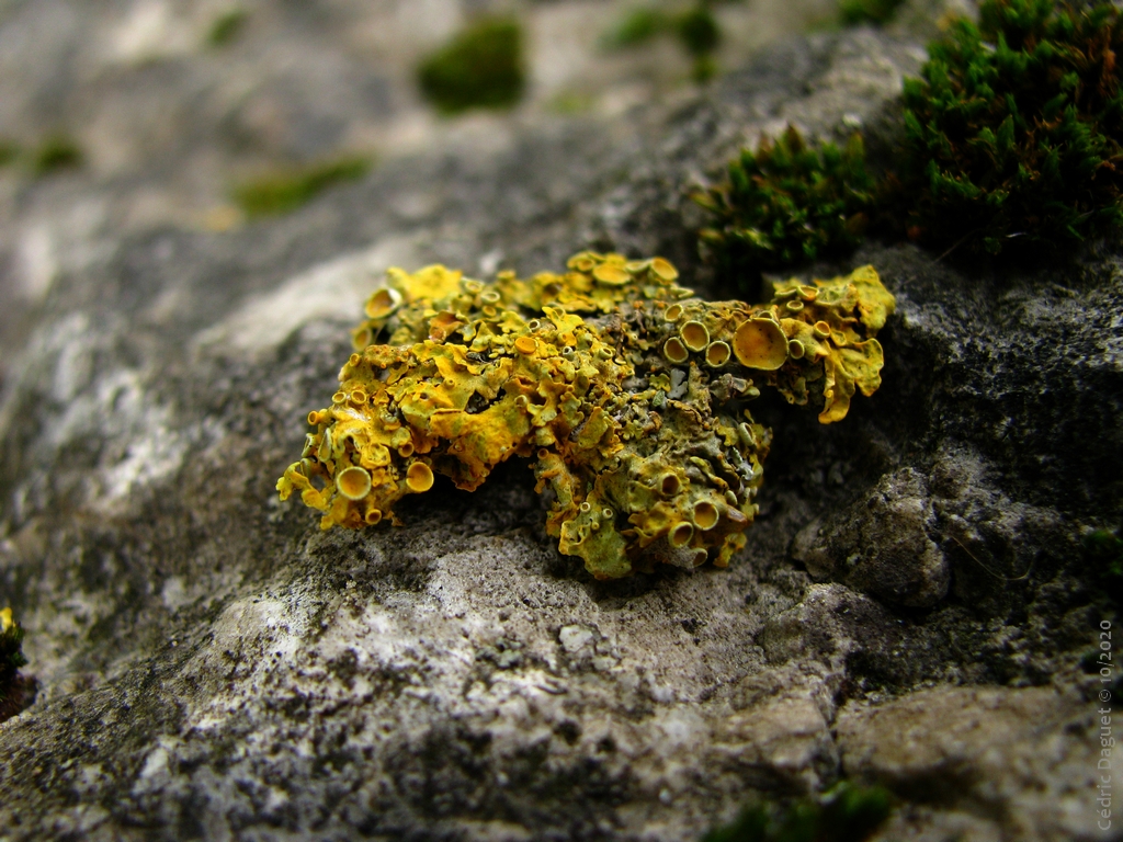 Xanthoria parietina