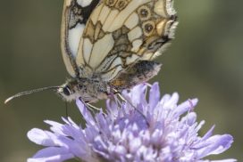 Association Photographes Nature Lesquin