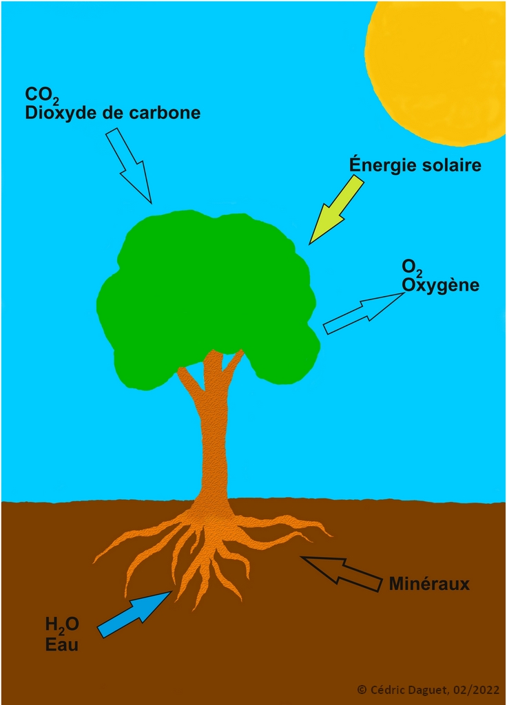 photosynthèse