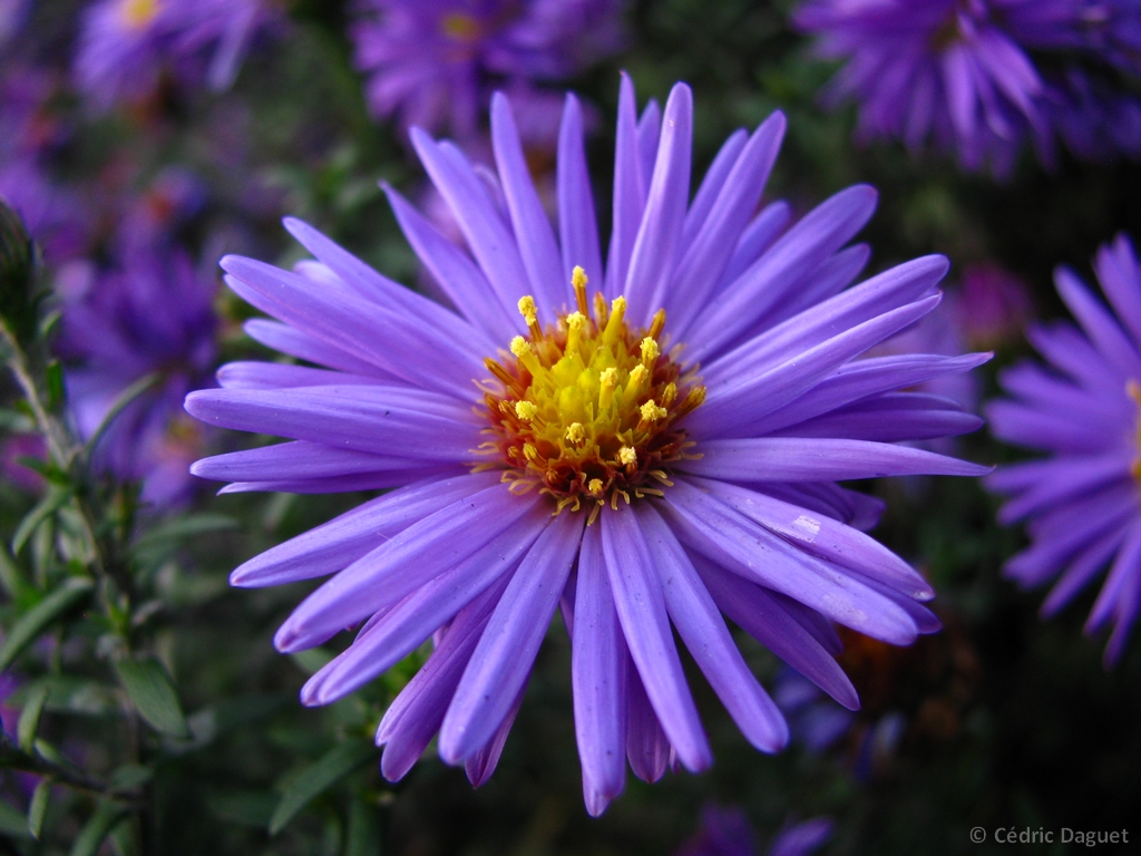 Aster