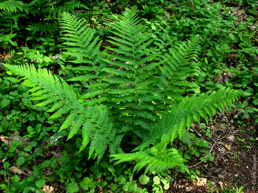 Dryopteris filix-mas